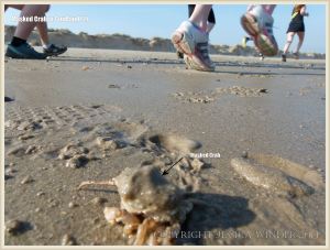 Masked Crab newly emerged from the wet sand