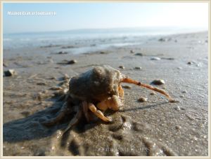 Masked Crab waiting for the tide to come in