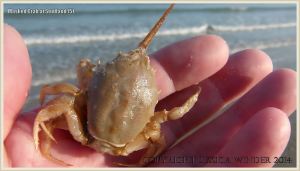 Small Masked crab in my hand