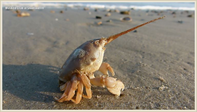A Masked Crab waiting for the tide to come in