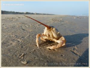 Masked Crab waiting for the tide to come in