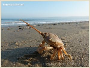 Masked Crab waiting for the tide to come in