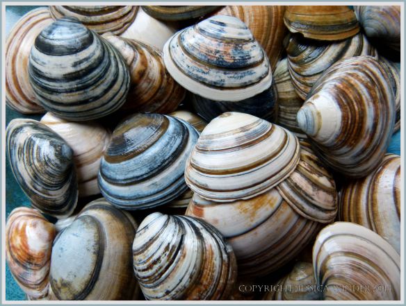 Striped shells from Studland – Jessica's Nature Blog