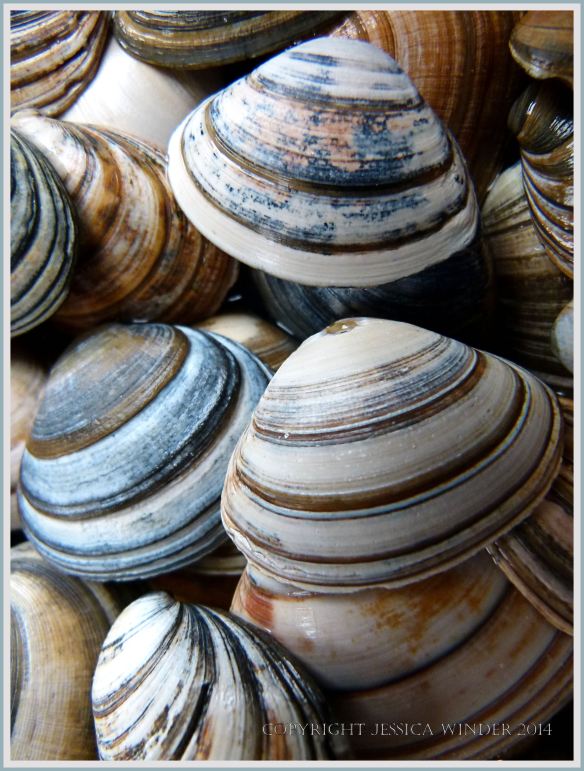 Striped shells from Studland – Jessica's Nature Blog