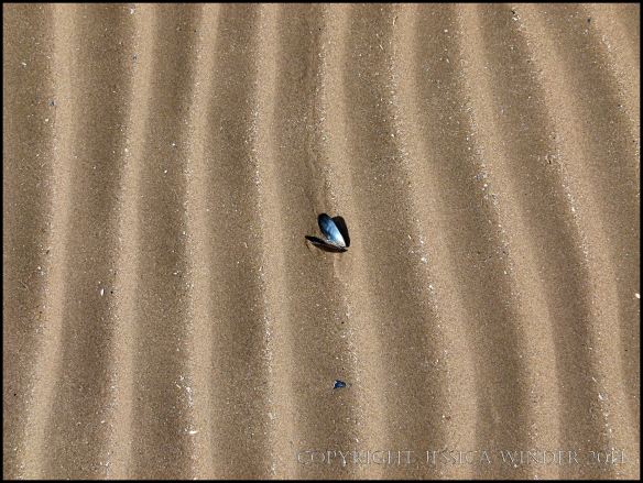Linear sand ripples