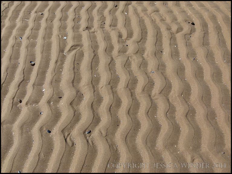 Wavy or sinuous sand ripples
