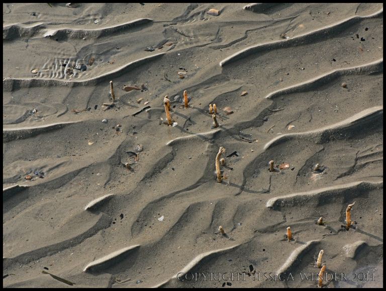 Isolated sand ripples