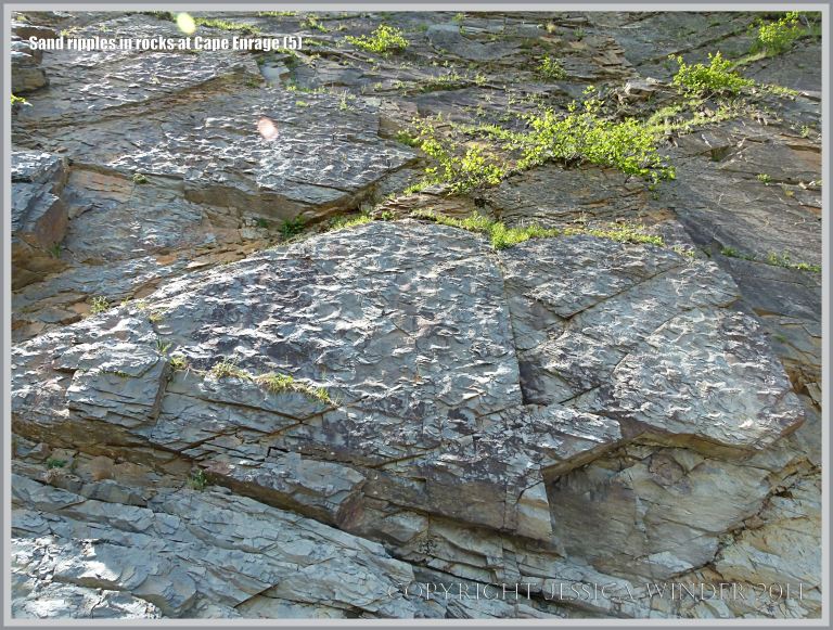 Sand ripples preserved in Carboniferous rock at Cape Enrage in New Brunswick