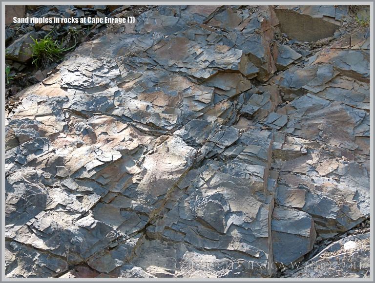 Sand ripples preserved in Carboniferous rock at Cape Enrage in New Brunswick
