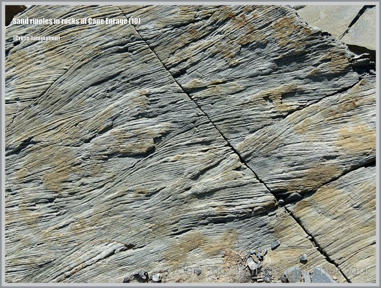 Cross-lamination made by sand ripples preserved in Carboniferous rock at Cape Enrage in New Brunswick