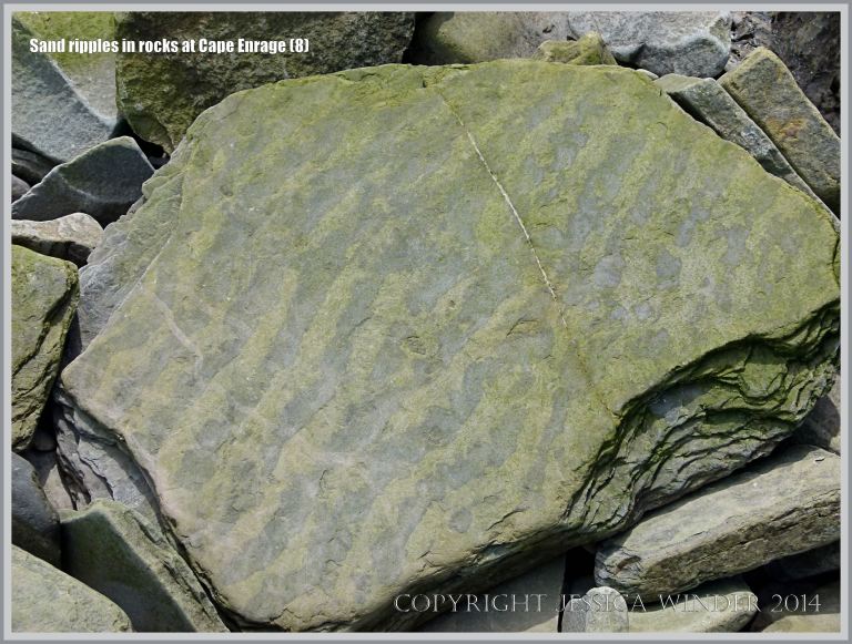 Sand ripples preserved in Carboniferous rock at Cape Enrage in New Brunswick