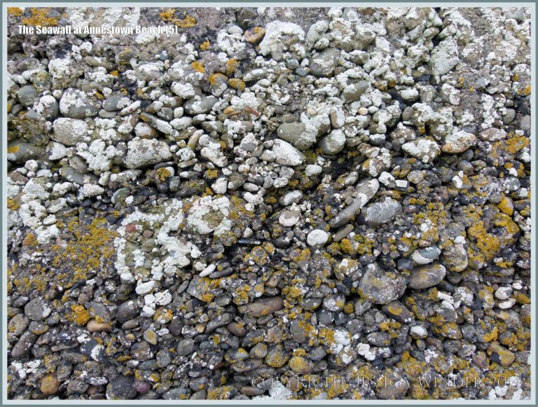Close-up of lichens on a sea wall