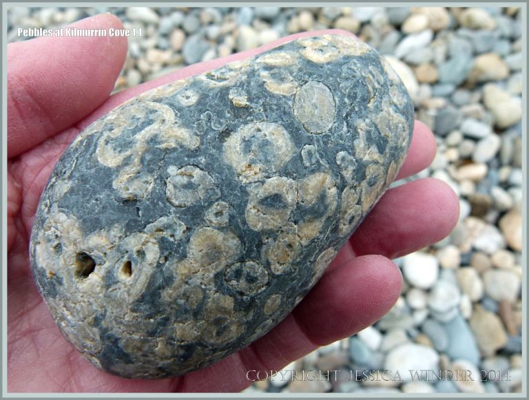 Spotty rhyolite pebble with phenocrysts