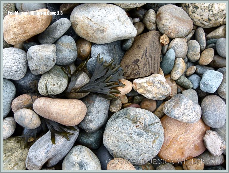 Dry beach stones with frond of seaweed