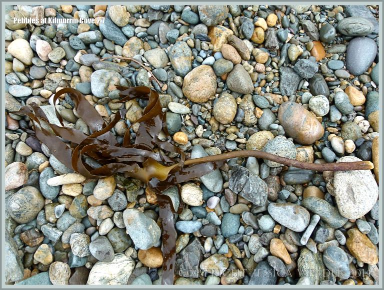 Dry beach stones with washed up kelp