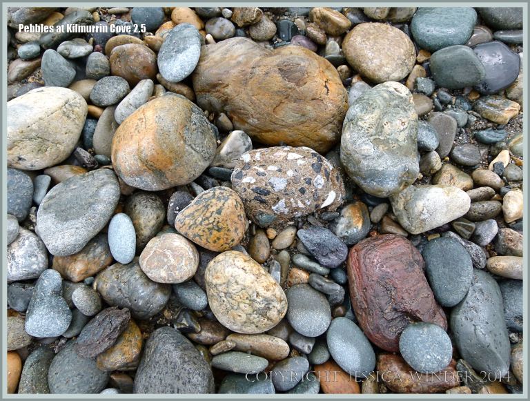 Wet beach stones in a cove rimmed by cliffs of Ordovician rock topped by glacial deposits