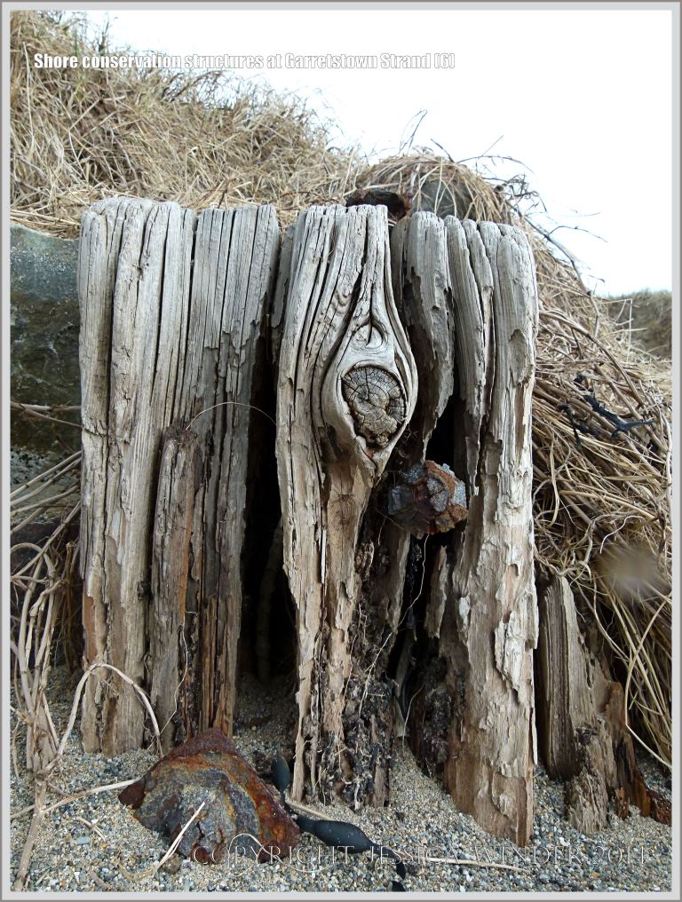 Stump of wooden revetments at the base of dunes on a sandy beach