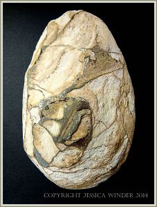 Beach stone made of Cork Group Namurian rock