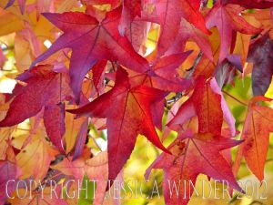 Leaf Art by Jessica Winder