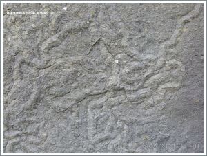 Liscannor flags with Olivellite trace fossils in a wall at the Cliffs of Moher