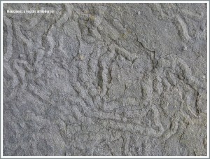 Liscannor flags with Olivellite trace fossils in a wall at the Cliffs of Moher