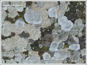 Natural pattern of lichens on Liscannor flags in a wall at the Cliffs of Moher
