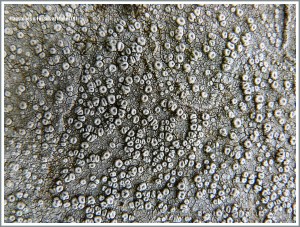 Close-up texture of lichens on Liscannor flags in a wall at the Cliffs of Moher