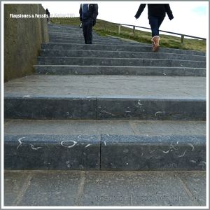 Steps of Liscannor flagstones and fossiliferous limestone at the Cliffs of Moher