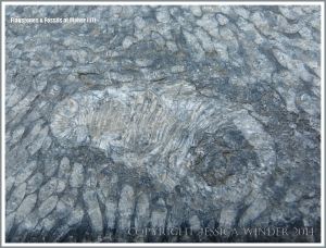 Fossil colonial corals surround a single larger solitary coral s in limestone steps at Cliffs of Moher