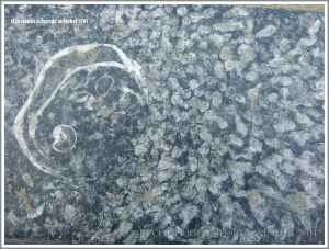 Fossil colonial corals and brachiopods in limestone steps at Cliffs of Moher