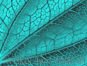 Art inspired by Nature