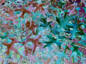 Leaf Art by Jessica Winder