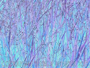 Leaf Art by Jessica Winder