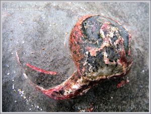 Fossil gastropod mollusc in Carboniferous Limestone