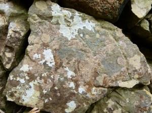 Lichens on a dry stone wall