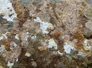 Lichens on a dry stone wall