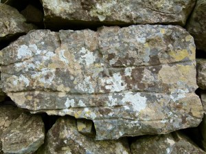 Lichens on a dry stone wall