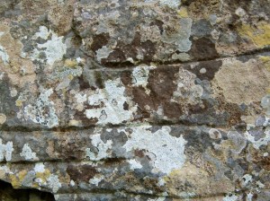 Lichens on a dry stone wall