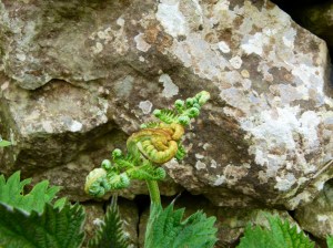 Lichens on a dry stone wall