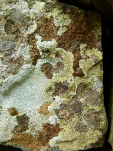 Lichens on a dry stone wall