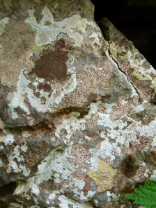 Lichens on a dry stone wall