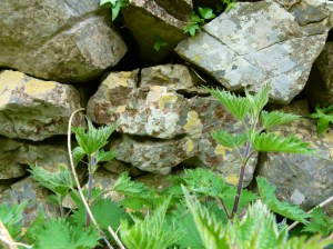 Lichens on a dry stone wall