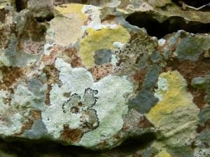 Lichens on a dry stone wall