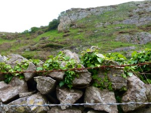 Dry stone wall in the valley near Mewslade Bay