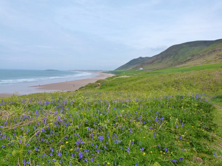 Bluebells and new ferns on the terrace of Rhossili Down