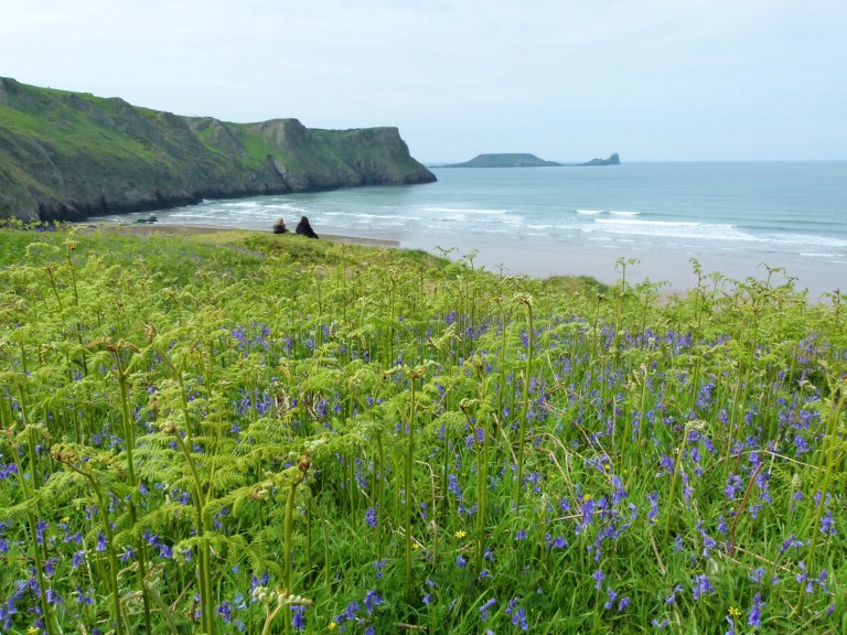 View through the bluebells towards Worms Head