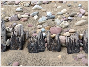 Ribs of a wrecked ship sticking out of the sand on a beach