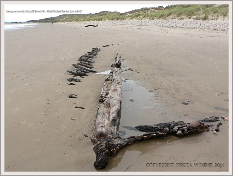 Remains of wooden ships ribs from a wreck buried in sand