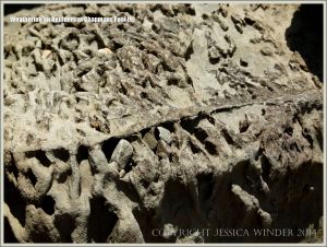 Rock textures on the Dorset coast showing fossil burrows