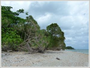 Tropical vegetation fringing the coral beach at Normanby Island